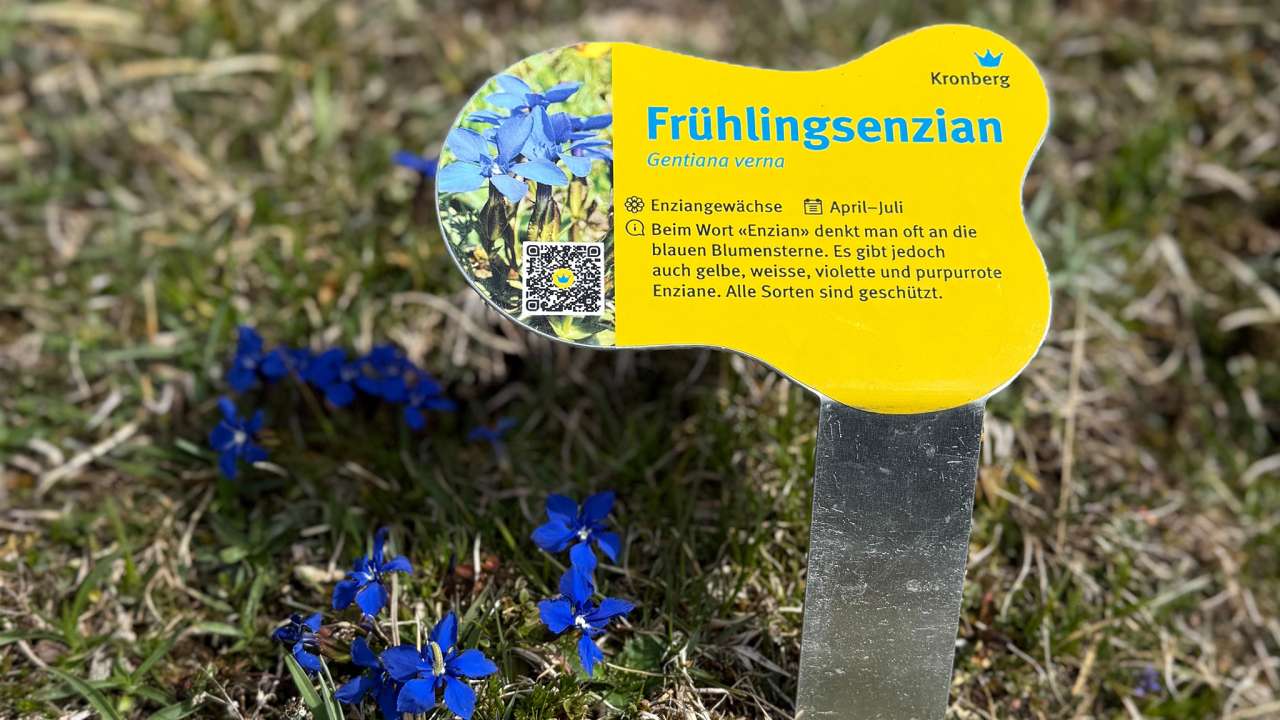 «fabigi Bluemepracht»